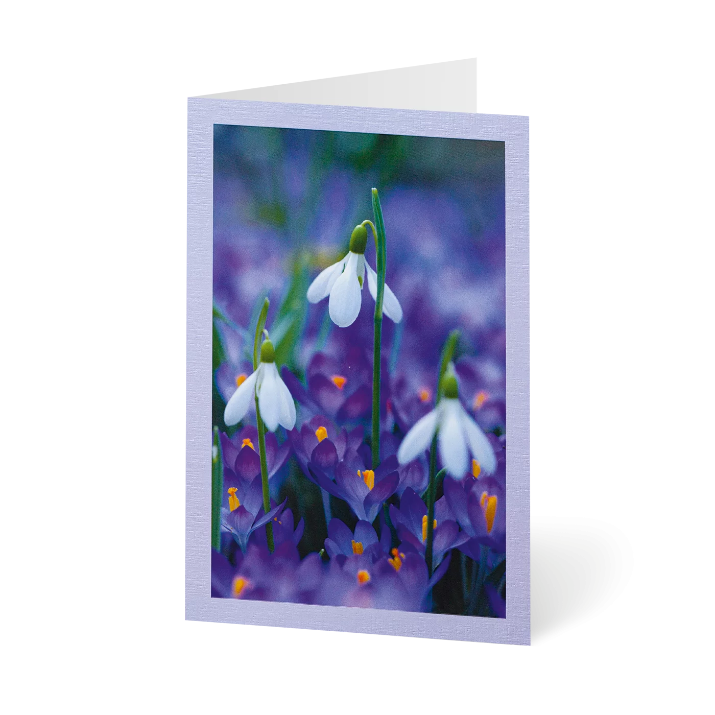 Erste Frühjahrsblüten